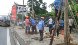 Chùm ảnh: Thay thế cây xanh trên đường Nguyễn Chí Thanh