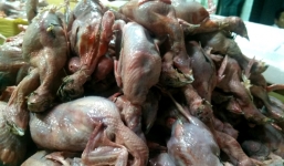 Hai tấn thịt chim cút thối bị bắt ở Sài Gòn