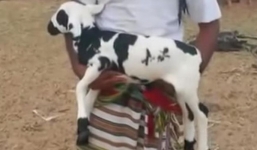 Con cừu giá 9 tỷ có gì đặc biệt?