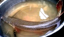 Ngư dân bắt được cá lạ bán 500.000 đồng/kg