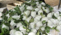 Giá ổi tăng gấp 10 lần so với những tháng đầu năm