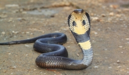 Video: Hổ mang chúa giết chết đồng loại chỉ với một cú đớp