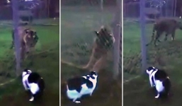 Video: Bị mèo hăm dọa 'chúa sơn lâm' sợ phải bỏ đi