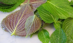 Tía tô và những công dụng chữa bệnh hiệu quả