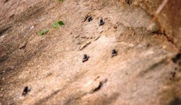 Giải mã điềm báo động đất ở Tây Ninh khi đàn ễnh ương bỗng “tham gia giao thông”