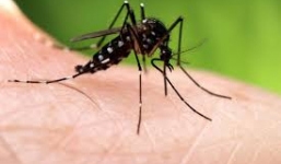 Trung Quốc mỗi tuần sản xuất 1 triệu con muỗi