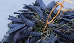 Công dụng tuyệt vời của bồ kết