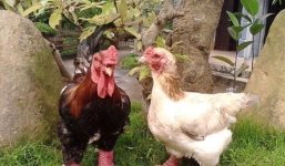 Nông dân nuôi gà thu tỷ đồng, giới văn phòng phát sốt