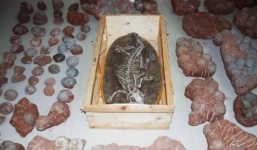 Phát hiện 1 bộ xương và hơn 200 trứng khủng long hóa thạch trong nhà dân