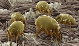 [Video khoa học] Những sự thật dưới kính hiển vi sẽ khiến bạn không ngờ