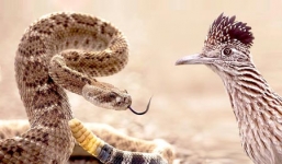 Video: Rắn đuôi chuông chết thảm vì bị gà lôi tấn công điên cuồng