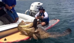 'Vật lộn' với cá mú 'khủng' 185kg giữa đại dương