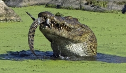 Cận cảnh cá sấu sông Nile khổng lồ nuốt chửng đồng loại