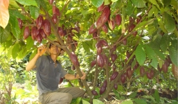 Những cây trồng mang lợi nhuận tỷ đô tại Việt Nam