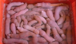 Đặc sản tráng dương đắt hơn vàng quý ông 'săn lùng'