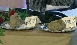 Đại gia 'tranh nhau' cây nấm giá trăm triệu