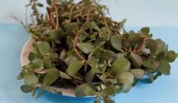 Những lợi ích tuyệt vời từ cây rau sam