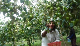 Trồng táo hồng, nông dân thu lãi trăm triệu đồng