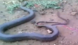 Video: Rắn mẹ đẻ hàng chục rắn con gây xôn xao