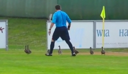 Video: Trọng tài cho dừng trận đấu để đi đuổi vịt 