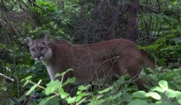 Mỹ: Đứng tim khi 'chạm trán' sư tử núi ở đường mòn