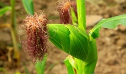 Những công dụng chữa bệnh tuyệt vời của râu ngô