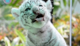 Hổ trắng con mừng “đầy tháng” náo nhiệt tại Thảo Cầm Viên 