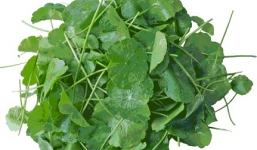 Công dụng chữa bệnh và làm đẹp bất ngờ từ rau má