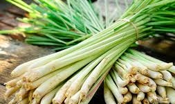 Công dụng tuyệt vời của cây sả