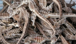 Những đặc sản giá 15 triệu đồng/kg ở Phú Quốc