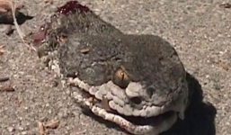 Giải mã những loài vật bị đứt lìa đầu vẫn còn sống