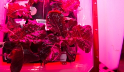 Các phi hành gia NASA lần đầu được ăn rau trồng trên vũ trụ