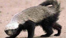 Video: Thằn lằn monitor khổng lồ bị lửng mật xơi tái