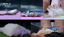 Bé gái có khả năng khiến động vật 'bất tỉnh' 