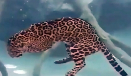 Cận cảnh báo đốm lặn siêu giỏi để săn mồi dưới nước