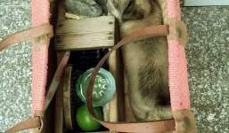 Dân mạng xúc động hình ảnh chú chó nằm trong giỏ của cậu bé đánh giày