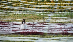 Đuôi váy cưới dài 5km, nặng 40kg 