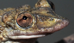 Loài ếch Brazil có thể khiến 80 người tử vong