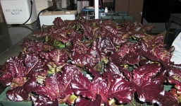 Clip: Phi hành gia NASA ăn rau trồng trong không gian