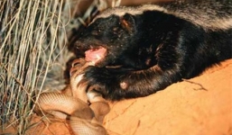 Màn quyết chiến của loài bò sát sở hữu nọc độc mạnh nhất hành tinh