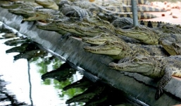 Từ nông dân chân đất thành tỷ phú thu trăm tỷ mỗi năm