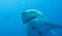 Video: Phát hiện cá mập trắng lớn nhất thế giới ở Thái Bình Dương