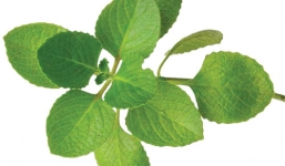 Cây kinh giới và những lợi ích đối với sức khỏe