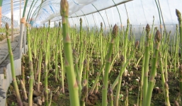 Nông dân đua nhau trồng cây ngọai nhập thu trăm triệu/năm