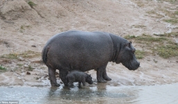 Hà mã mẹ bất lực nhìn đồng loại giết chết con và bị cá sấu xẻ thịt