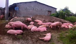 Xe tải đổ lật xuống đường, hàng trăm con lợn chạy toán loạn