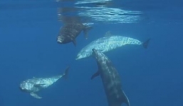 Video: Gia đình cá heo giúp đỡ hải cẩu con lạc đàn