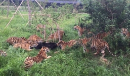 Video: Gấu đen chết thảm vì đi lạc vào lãnh thổ của “chúa sơn lâm”