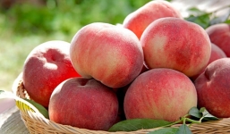 Quả đào và lợi ích tuyệt vời đối với sức khỏe