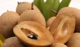 Quả hồng xiêm và những công dụng tuyệt vời cho sức khỏe